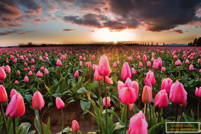 Frühlingsblumenfelder in Holland