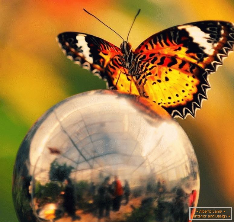 Schmetterling-auf-dem-Ball-9967