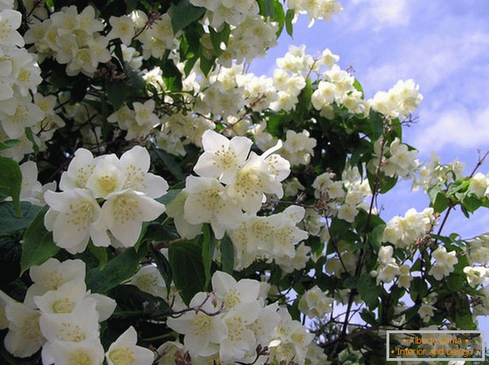 Jasmin ist ein Strauch der Familie Olive mit weißen sternförmigen Blüten. Das Geburtsland des Jasmins gilt als Arabien und Ostindien.