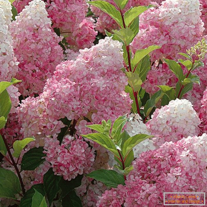 Volumetrische Blütenstände von Hortensien