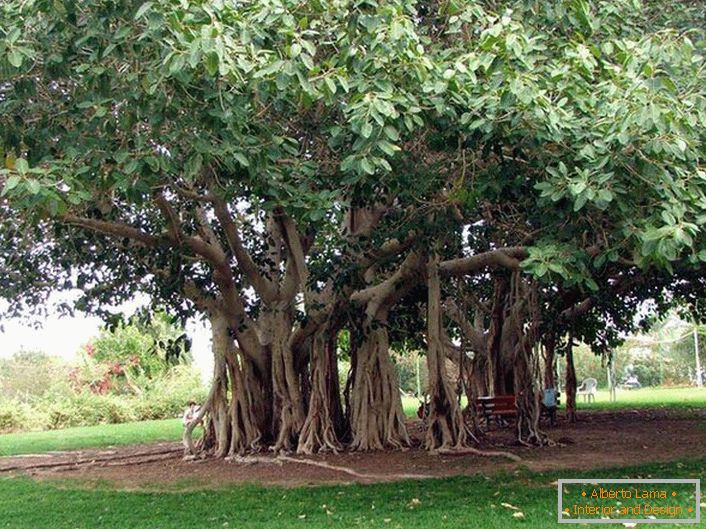 Bengal Ficus ist ein Baum aus der Familie von Tutov, wächst in warmen Ländern von Indien, Thailand, Sri Lanka, Bangladesch. Unter günstigen Bedingungen oder von Menschenhand erreicht der bengalische Ficus aufgrund der herabhängenden Luftwurzeln aus den horizontalen Stämmen des Baumes enorme Ausmaße. Die Wurzeln gehen nach unten und wenn nicht verwelken Wurzel, geben Sie den Baum in der Breite zu erweitern. Der Umfang der Krone eines solchen Baumes kann 600 Meter erreichen.
