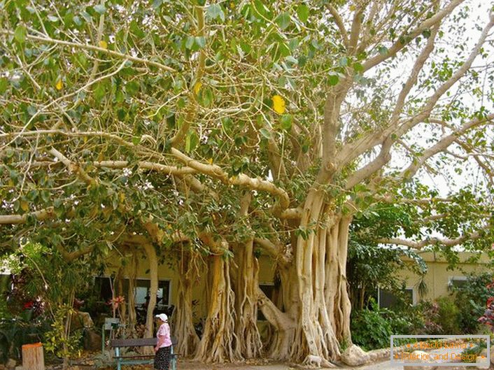 In Thailand gilt Ficus als heiliger Baum und als Symbol auf den Armen des Landes.