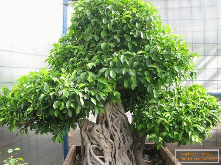 Der phantasievolle Ficus des Microcarp.