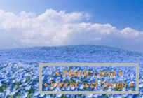 Hypnotische blaue Felder in Hitachi-Küstenpark, Japan