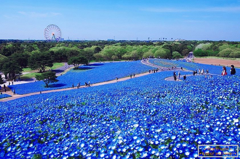 Ein faszinierendes Blumenfeld im japanischen Park