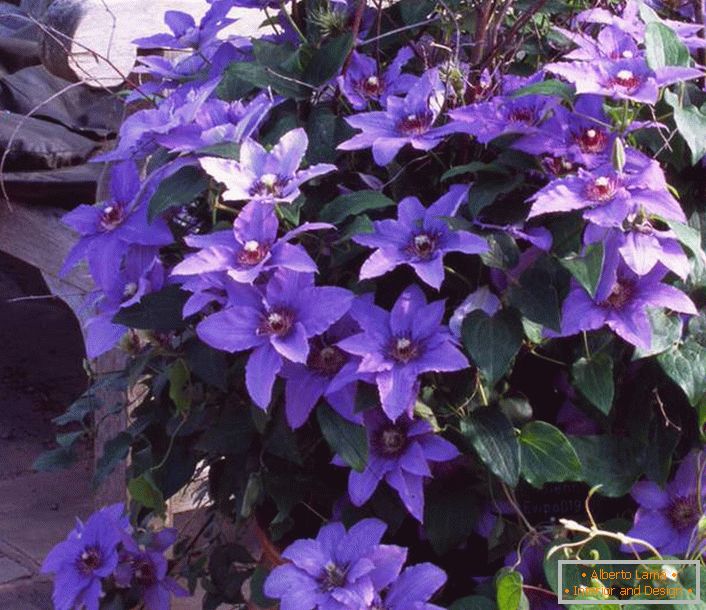 Die hellen Clematis der lila Farbe werden um die Bank gepflanzt. So wird die Atmosphäre im Garten spannend und romantisch. Tolle Idee für ein Fotoshooting. 