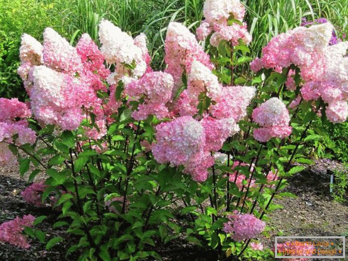 Sommerbewohner schätzen die Hortensie für üppige Blüte mit großen Knospen.
