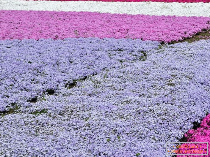 Eine beliebte Variante der Registrierung eines persönlichen Grundstücks sind Teppiche aus Phlox. Zur gleichen Zeit für die Zusammensetzung der Zusammensetzung können Blütenstände unterschiedlicher Farben verwendet werden.