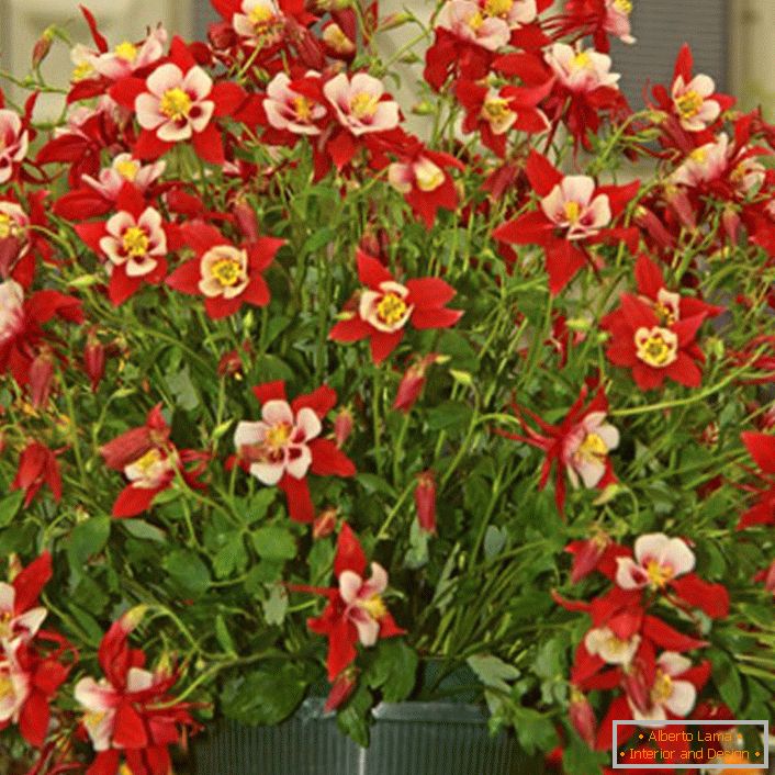 rote Blüten Aquilegia