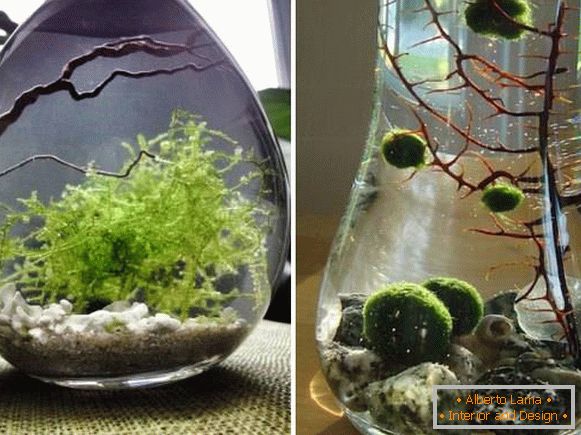 Zimmerpflanzen - Algen