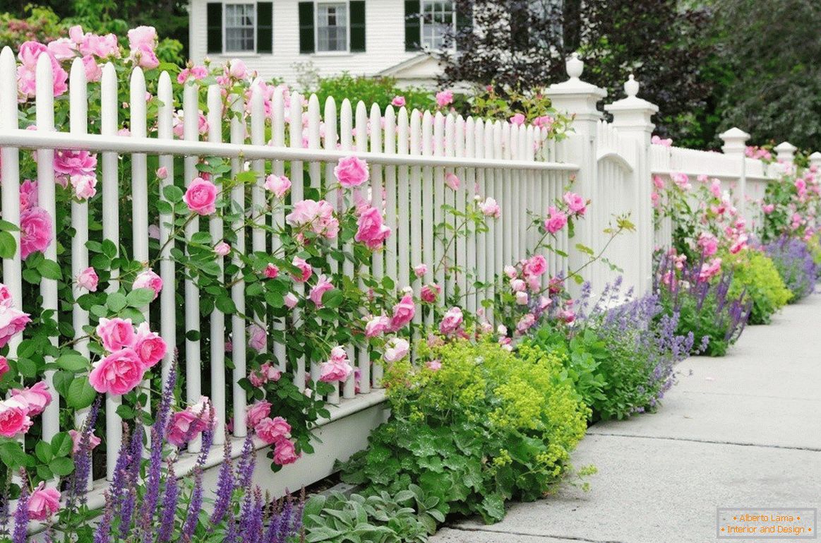 Weißer Zaun mit Rosen
