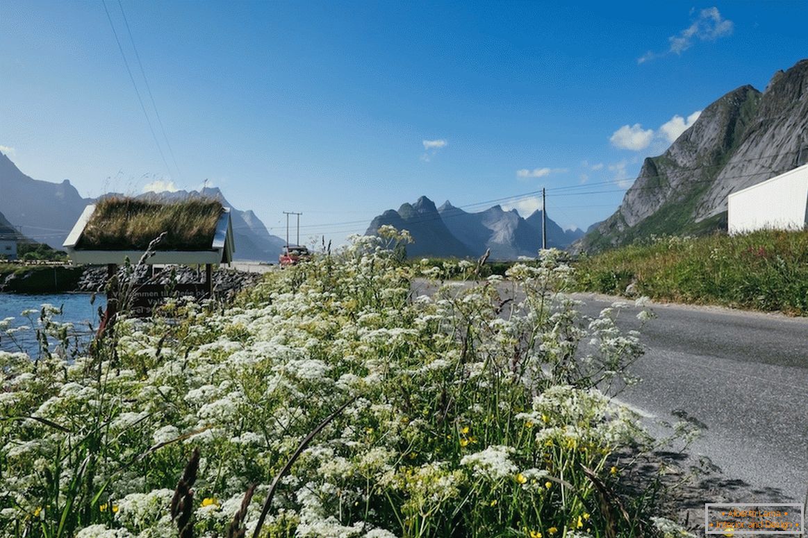 Schöne Blumenfelder in Norwegen