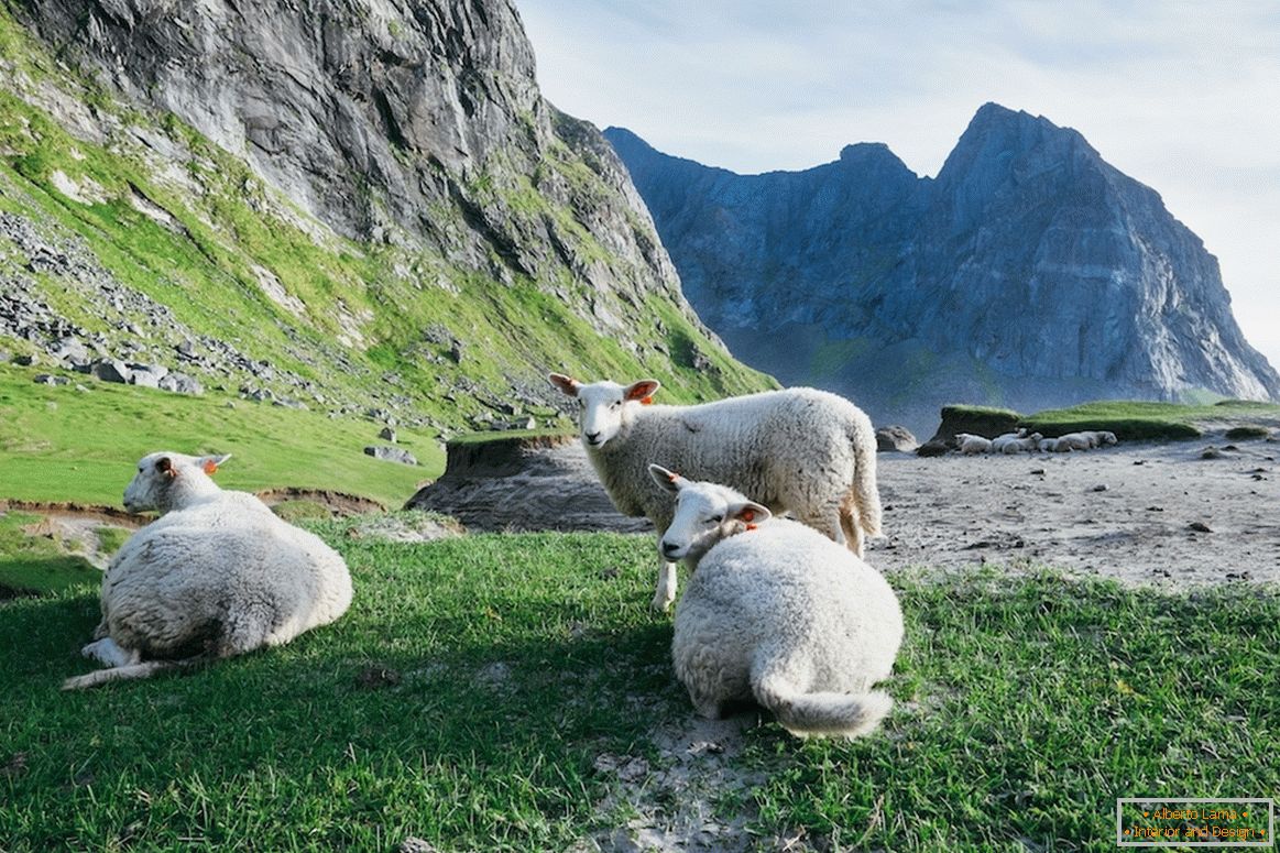 Herde von Schafen in den Bergen von Norwegen