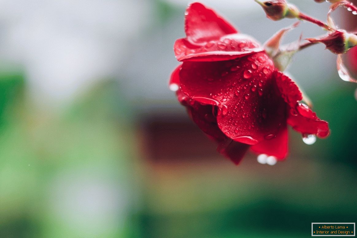 Rose nach Regen