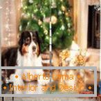 Ein Hund an einem Weihnachtsbaum auf einem Vorhang