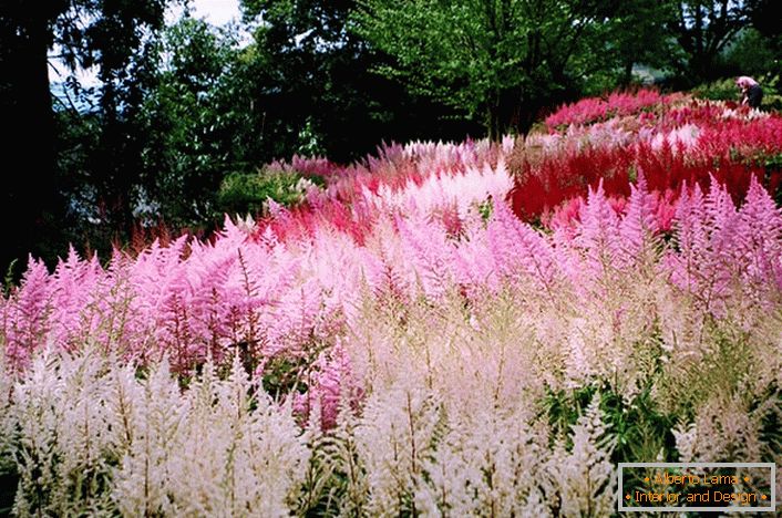 Blütenstände von Weiß, Pink und Hellrot fügen sich harmonisch in das Gesamtbild des Landschaftsdesigns ein.
