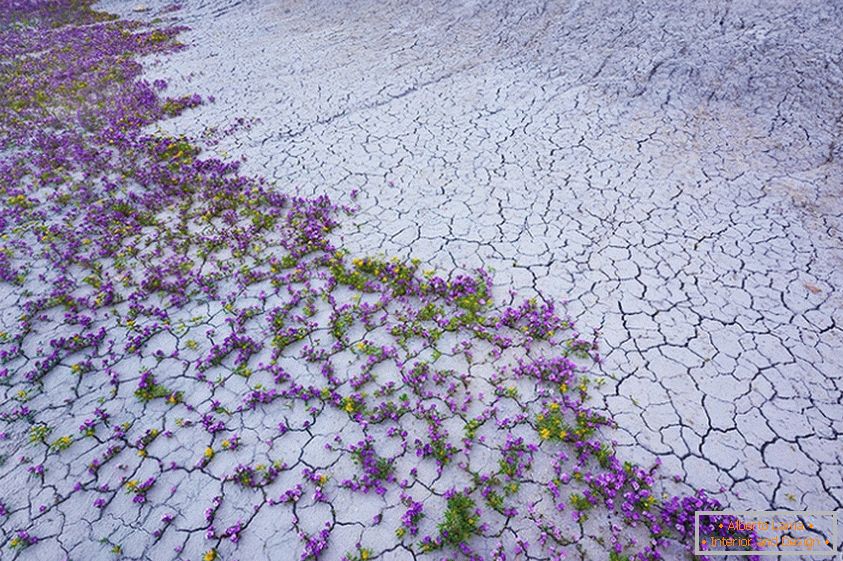 Blumenexplosion in der Wüste