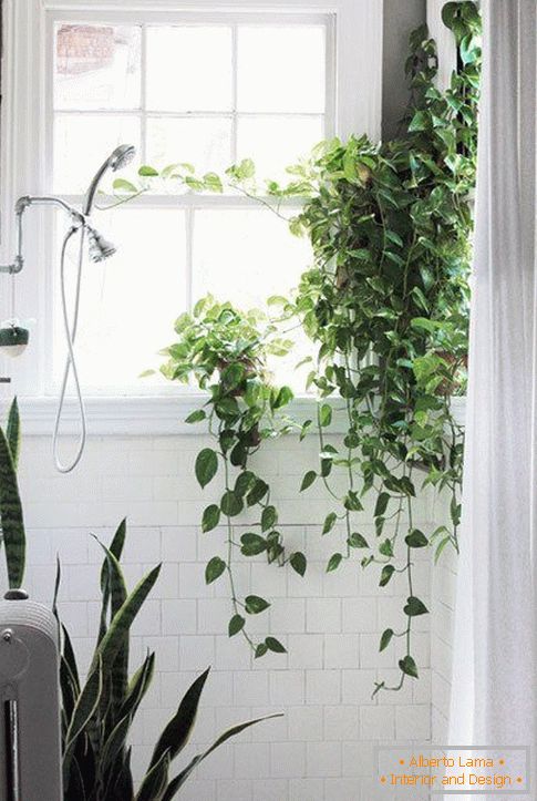 Pflanzen im Design des Badezimmers