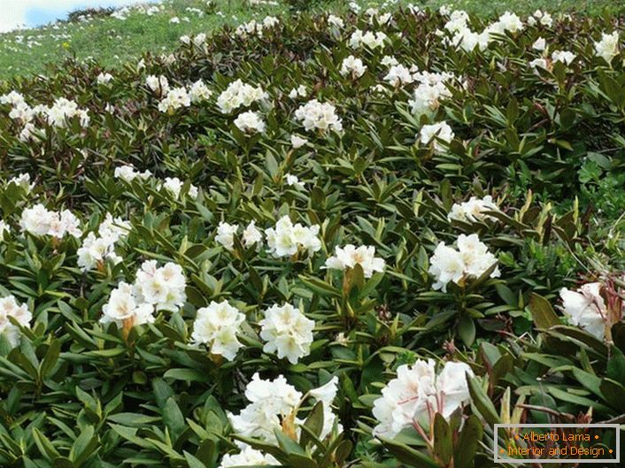Rhododendron des Kaukasus