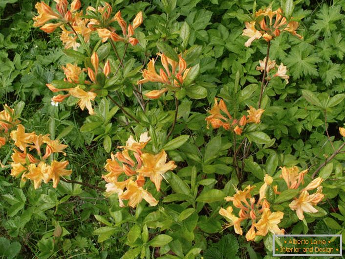 Strauch Rhododendron