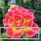 Gelb-rosa Rose