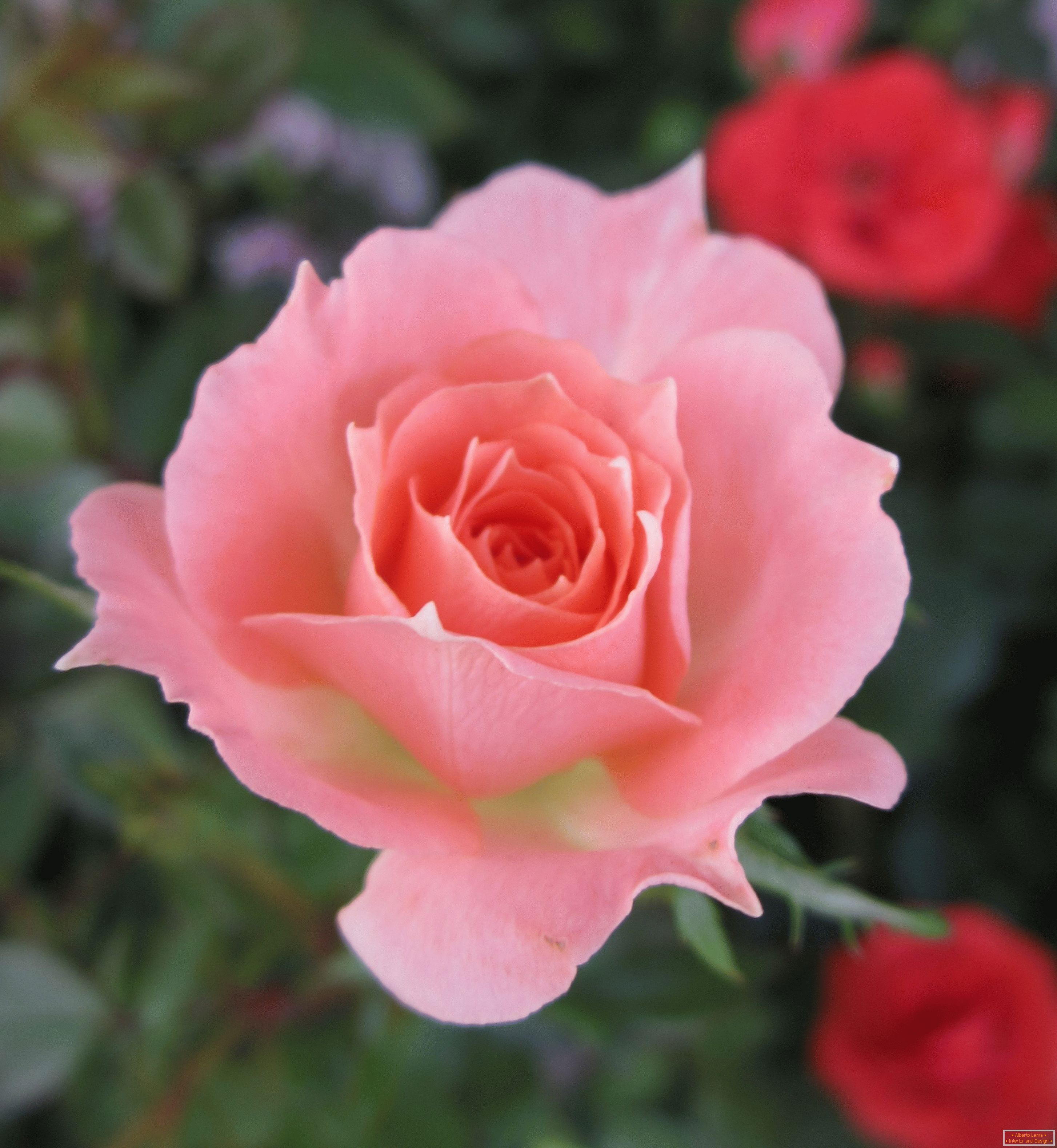 Rose eines rosa Schattens in einer Umgebung von roten Blumen