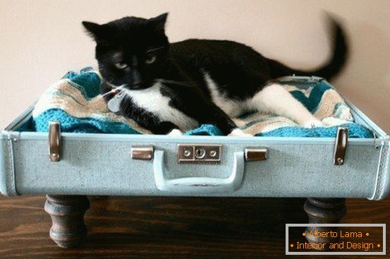 Platz für eine Katze aus einem Koffer