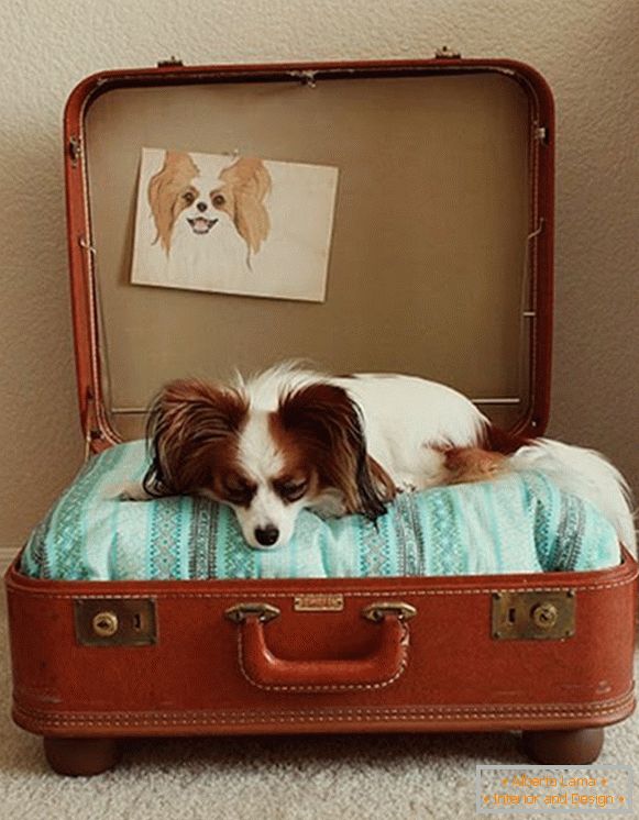 Platz für einen Hund aus einem Koffer