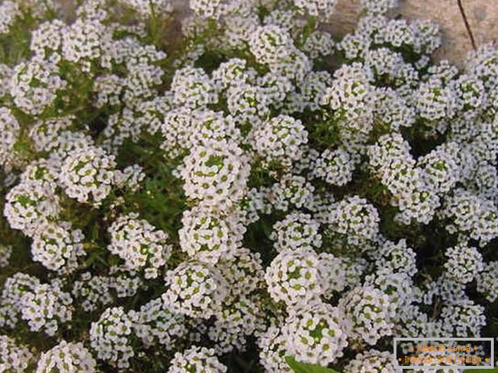 Alyssum ist seit vielen Jahren über das Haus gepflanzt. Ein subtiles Designkonzept wird mit weißen Blütenständen verkörpert.
