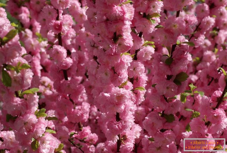 Strauch Mandeln bezieht sich auf die schöne Blüte. Mandel dreilappigen rosa Schaum.
