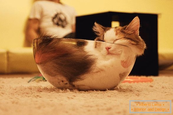10 Beweise, dass Katzen = Flüssigkeit sind