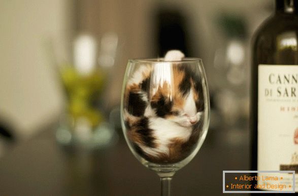 Ein Kätzchen in einem Glas Wein