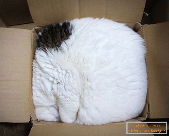Katze in einer Pappschachtel