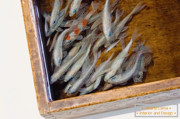 Ungewöhnliche Bilder von Fischen des Künstlers Riusuke Fakeori