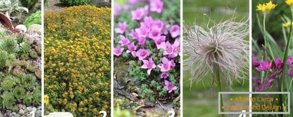 Die besten Pflanzen für die Alpenrutsche - Fotos und Namen