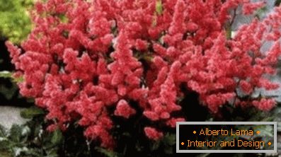 Astilba japanisch und chinesisch: sorten und merkmale der