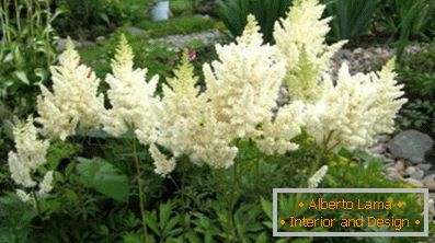 Astilba japanisch und chinesisch: sorten und merkmale der