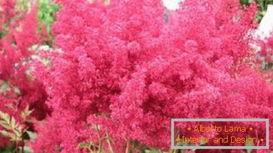 Astilba japanisch und chinesisch: sorten und merkmale der