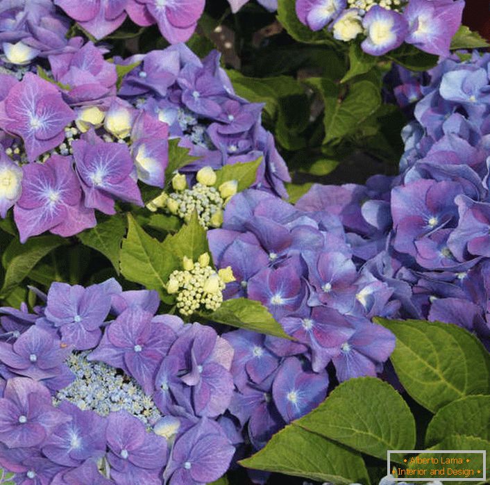 Violette Hortensie mit großen Blättern