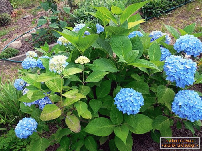 Hortensie großblättrige Bloom Star mit blauen Blüten.