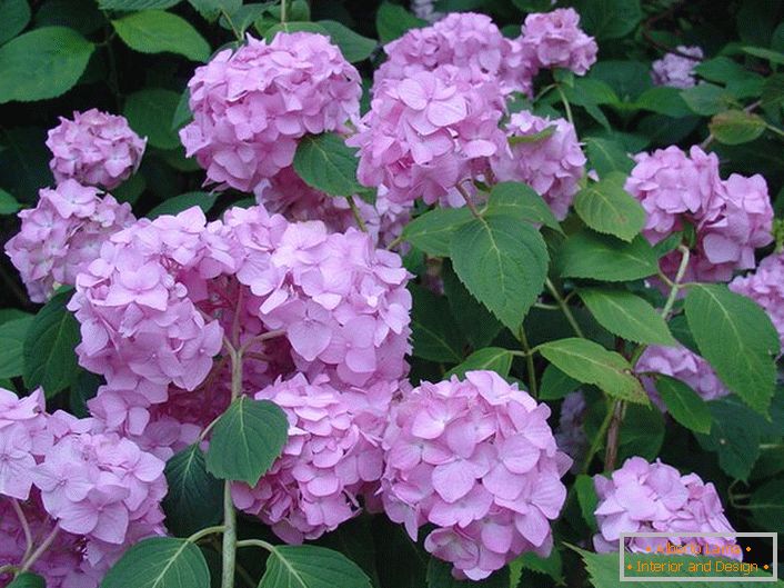 Hellviolette Hortensienblüten sind großblättrig und schmücken jeden Garten.