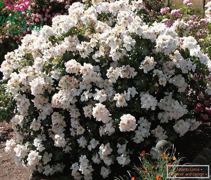 Ein duftender Strauch einer weißen Rose ist eine Art Sally Holmes.
