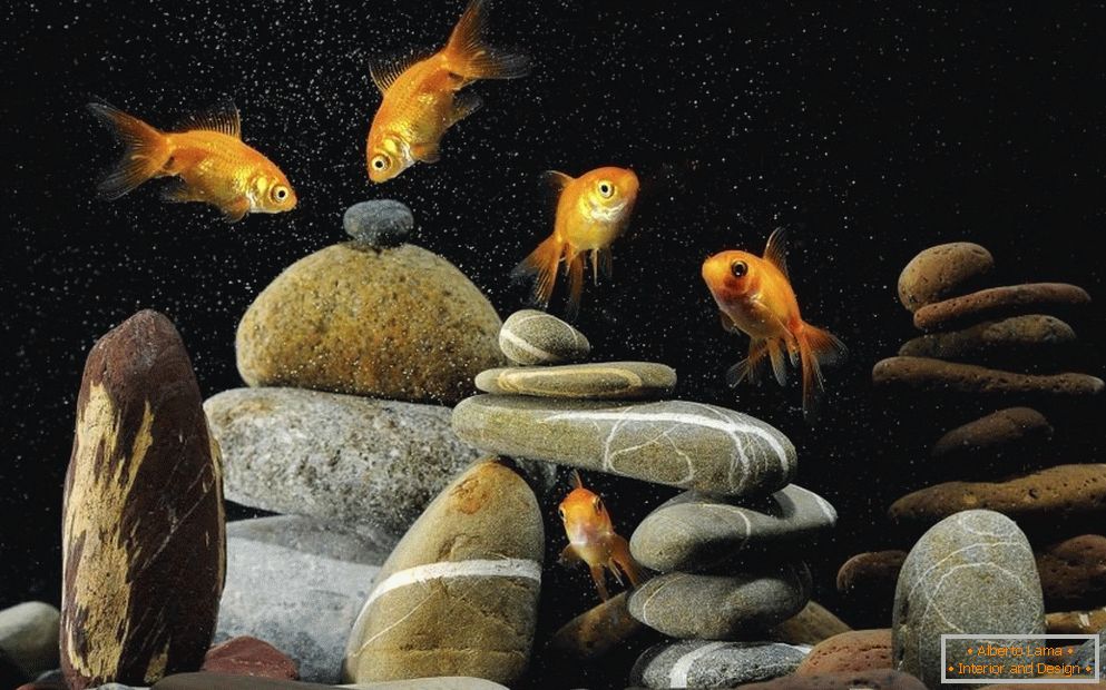 Dekoration des Aquariums mit Steinen