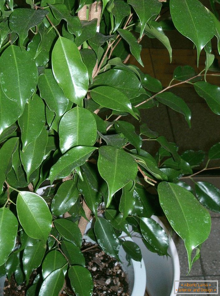 Ficus Benjamin. Eine baumartige Pflanze, aus der Liebhaber liebevoll Bonsai (die Kunst, Zwergbäume zu dekorativen Zwecken zu züchten) bilden.
