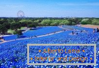 Hypnotische blaue Felder in Hitachi-Küstenpark, Japan