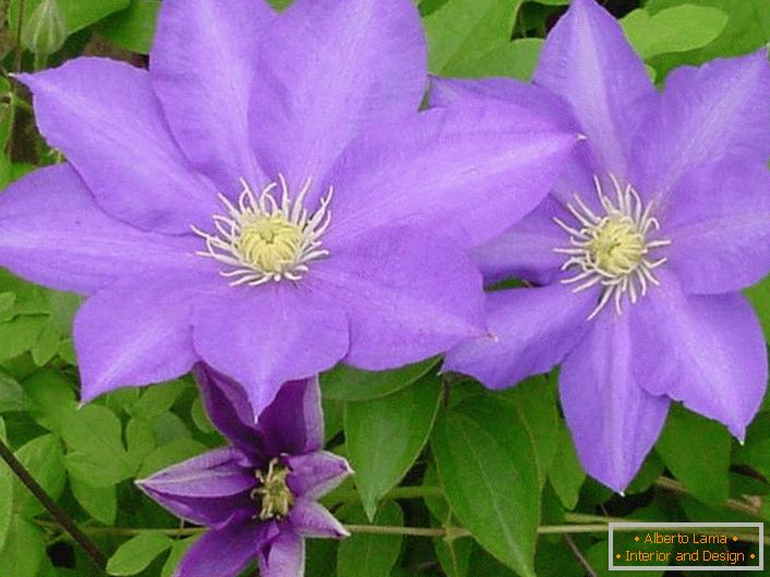 Blasse purpurrote Blumen von Clematis General Sikorski.