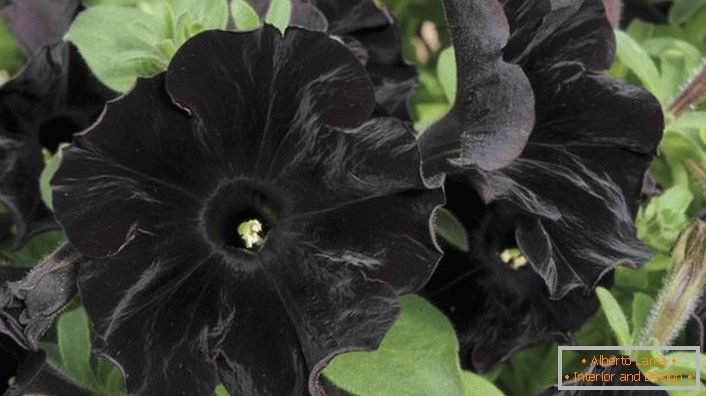 Petunia Aristokrat der schwarzen Farbe Black Velvet.