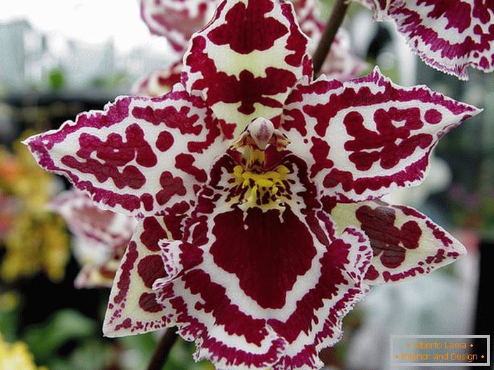 Dekorative Orchidee
