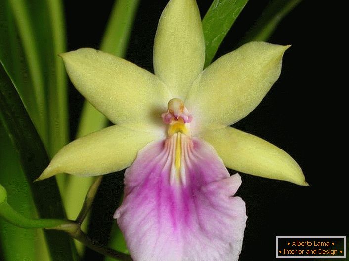 Orchideen-Nahaufnahme
