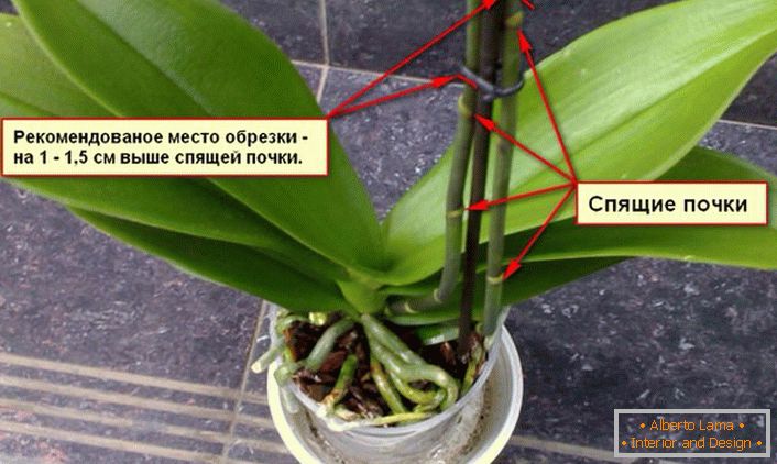 Empfehlungen zum Trimmen eines Orchideenstrauchs.